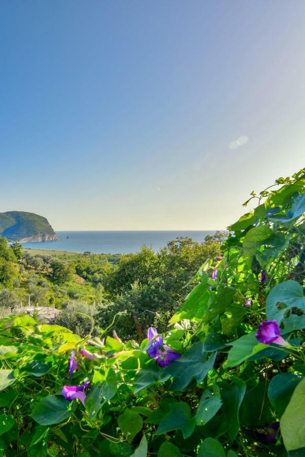 Pataki Guesthouse Petrovac Exteriör bild