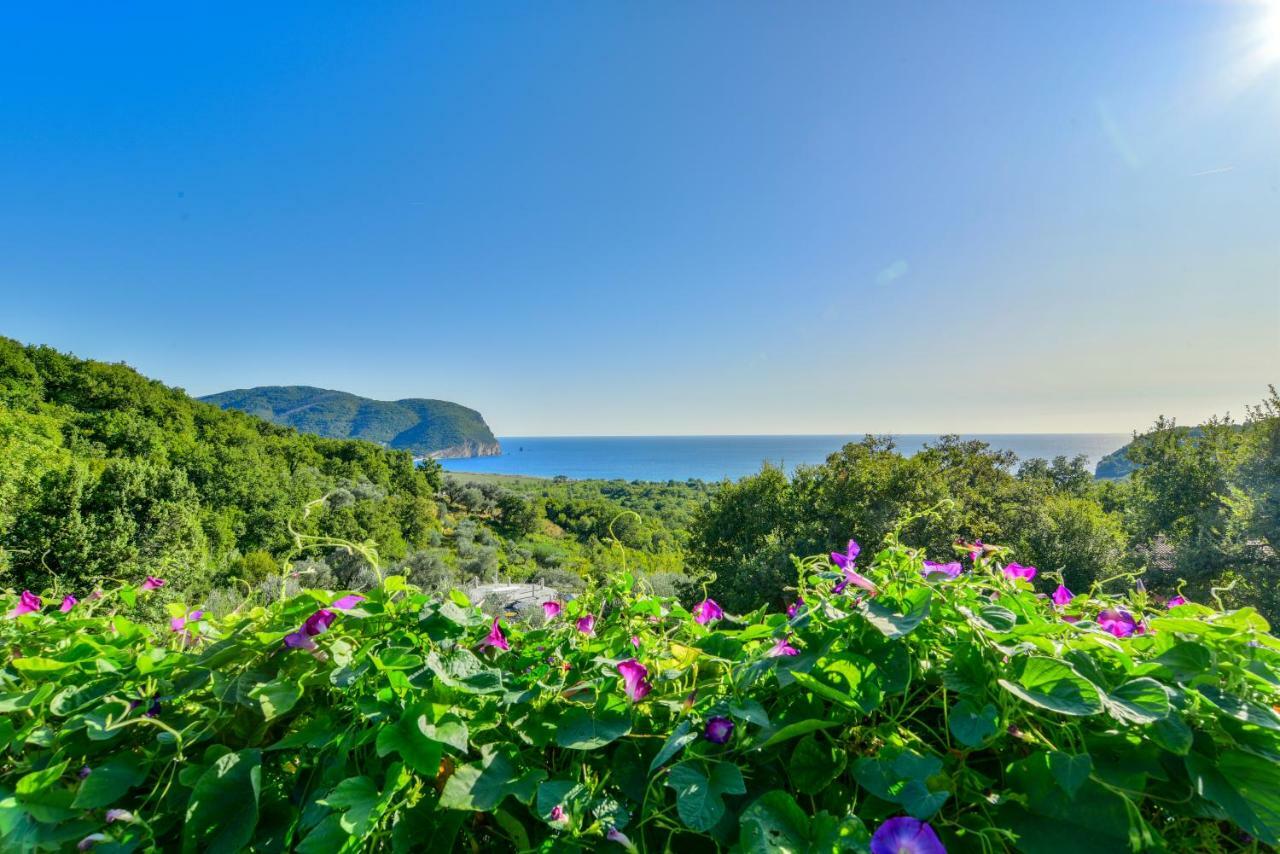 Pataki Guesthouse Petrovac Exteriör bild